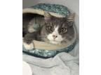 Adopt Renoldo Moon a Domestic Medium Hair