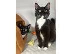 Adopt Willie a Domestic Short Hair