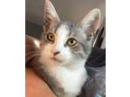 Adopt Smith a Domestic Short Hair