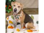 Adopt Bryton a Pit Bull Terrier, Mastiff