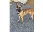 Adopt Anakin a Mixed Breed