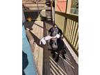 Adopt scout a Belgian Shepherd / Malinois, German Shorthaired Pointer