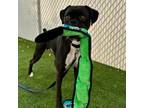 Adopt Soap Box a Boxer