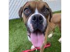 Adopt Chatter Box a Boxer