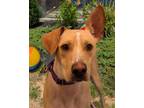 Adopt Taco a Retriever, Mixed Breed