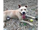 Adopt Rocky #235 a Pit Bull Terrier