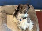 Adopt Twister a Chinese Crested Dog, Schnauzer