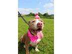 Adopt Jacks a Pit Bull Terrier