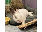 Adopt Benny a Harlequin