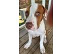 Adopt Boo a American Staffordshire Terrier, Mixed Breed