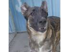 Adopt Milo a Dutch Shepherd, Mixed Breed