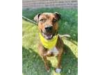 Adopt Holbrook a Mastiff
