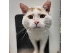 Adopt Layne a American Shorthair
