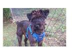 Adopt Archibald~ a Schnauzer