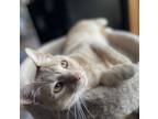 Adopt Radish a Tabby, Domestic Short Hair