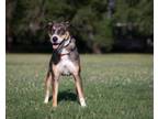 Adopt Dallas a Mountain Cur