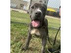Adopt Goose a Pit Bull Terrier