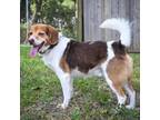 Adopt Monty a Beagle