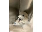 Adopt Bibette a Great Pyrenees, Mixed Breed