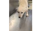 Adopt Lenny a Great Pyrenees, Mixed Breed