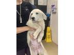 Adopt William a Great Pyrenees, Mixed Breed