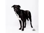 Adopt Pancho a Pointer