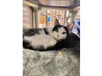 Adopt Tuxedo a Oriental Short Hair