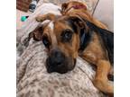 Adopt Cubby a English Pointer