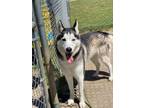 Adopt 2405-0987 Sam a Husky