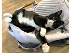 Adopt Jackson a Domestic Short Hair