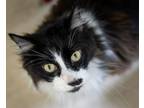 Adopt Bunz (Rudy Valentino) a Domestic Long Hair