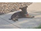 Adopt Theos a German Shepherd Dog