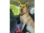 Adopt Marcus II a German Shepherd Dog