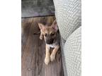 Adopt Helios a German Shepherd Dog