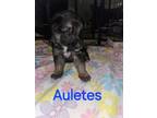 Adopt Auletes a German Shepherd Dog