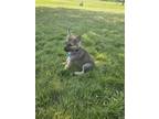 Adopt Horus a German Shepherd Dog