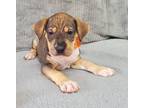 Adopt da Vinci (Artist Pups) a Shar-Pei, Mixed Breed