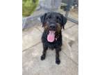 Adopt Chewbakka a Labrador Retriever, Giant Schnauzer