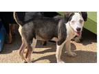 Adopt Mowgli a Terrier