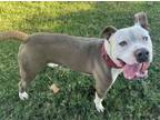 Adopt Brock a American Staffordshire Terrier