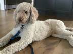 Adopt Boomer a Standard Poodle