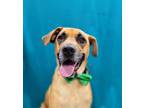 Adopt Reeko a Rhodesian Ridgeback, Labrador Retriever