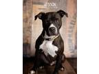 Adopt Wesson a Pit Bull Terrier