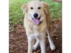 Adopt Simpson 24-06-079 a Anatolian Shepherd
