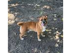 Adopt Prince a Mountain Cur
