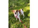 Adopt Bobby a Terrier, Mixed Breed