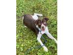 Adopt Bear a Terrier, Mixed Breed