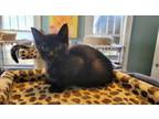 Adopt Vino Vortex a Domestic Short Hair