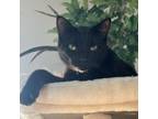 Adopt Salem a Domestic Short Hair