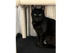Adopt Richie a Domestic Short Hair